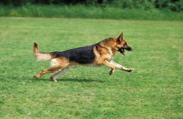 GERMAN SHEPHERD DOG, ADULT RUNNING ON GRASS
