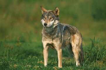 EUROPEAN WOLF canis lupus, ADULT STANDING ON GRASS
