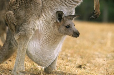 EASTERN GREY KANGAROO macropus giganteus, FEMALE WITH JOEY IN POUCH, AUSTRALIA © slowmotiongli