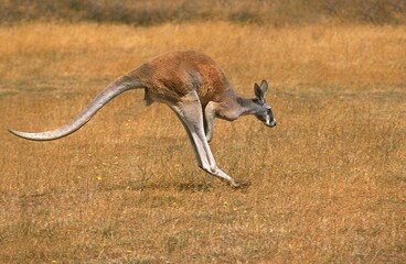 RED KANGAROO macropus rufus, ADULT HOPPING, AUSTRALIA © slowmotiongli