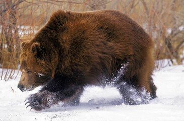 KODIAK BEAR ursus arctos middendorffi, ADULT RUNNING THROUGH SNOW, ALASKA