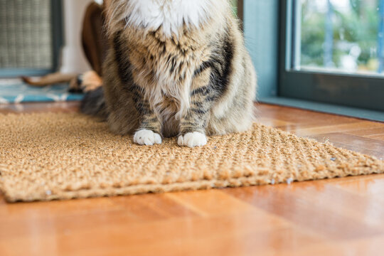 cat paws on mat