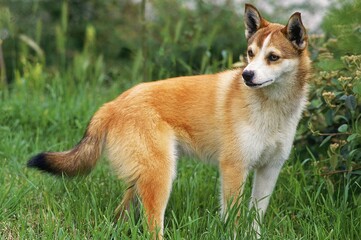 NORGEVIAN LUNDEHUND SPITZ, ADULT STANDING ON GRASS