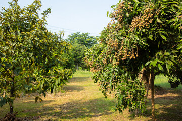 Fototapeta na wymiar Longan tree in organic garden in rural area of the northern part of thailand with mature and sweet fruits with brown color for harvesting and selling was taken in close up shot with blue clear sky