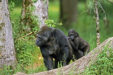 EASTERN LOWLAND GORILLA gorilla gorilla graueri, MOTHER CARRYING YOUNG ON ITS BACK © slowmotiongli