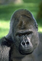 EASTERN LOWLAND GORILLA gorilla gorilla graueri, PORTRAIT OF MALE
