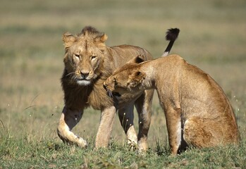 AFRICAN LION panthera leo, FEMALE AND YOUNG MALE PLAYING, KENYA