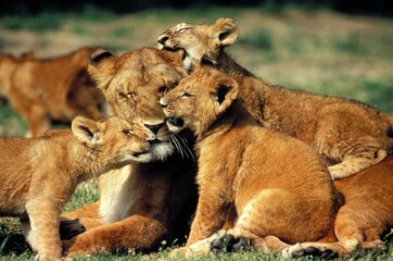 Fototapeta na wymiar AFRICAN LION panthera leo, FEMALE WITH CUB, KENYA