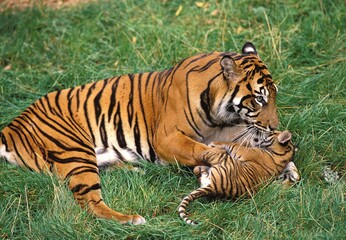Fototapeta na wymiar SUMATRAN TIGER panthera tigris sumatrae, FEMALE PLAYING WITH CUB