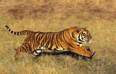 Fototapeta na wymiar BENGAL TIGER panthera tigris tigris, ADULT RUNNING ON DRY GRASS