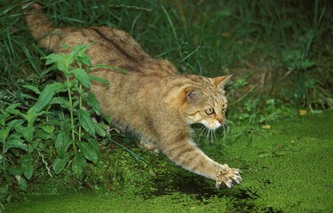 Fototapeta na wymiar EUROPEAN WILDCAT felis silvestris, ADULT HUNTING IN POND COVERED BY DUCKWEEDS