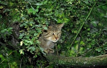 EUROPEAN WILDCAT felis silvestris, ADULT PARTIALY HIDDEN BY FOLIAGE