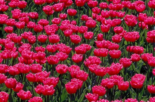 FIELD OF RED TULIPS