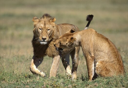 AFRICAN LION panthera leo, FEMALE AND YOUNG MALE PLAYING, KENYA