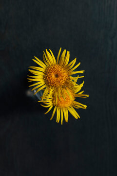 Elecampane blossoms