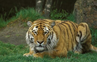 SIBERIAN TIGER panthera tigris altaica, ADULT LAYING DOWN ON GRASS