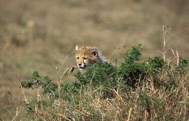CHEETAH acinonyx jubatus, CUB HIDING IN BUSH, MASAI MARA PARK, KENYA