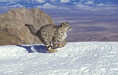 SNOW LEOPARD OR OUNCE uncia uncia, ADULT RUNNING ON SNOW