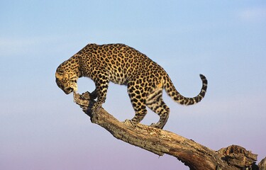 LEOPARD panthera pardus, ADULT STANDING ON BRANCH