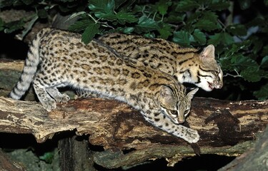 TIGER CAT OR ONCILLA leopardus tigrinus, PAIR OF ADULTS STANDING ON BRANCH