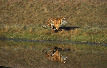 Fototapeta na wymiar BENGAL TIGER panthera tigris tigris, ADULT RUNNING NEAR WATER