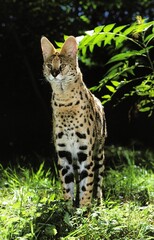 SERVAL leptailurus serval, ADULT STANDING ON GRASS