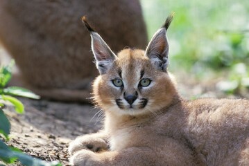 Obraz premium CARACAL caracal caracal, PORTRAIT OF CUB