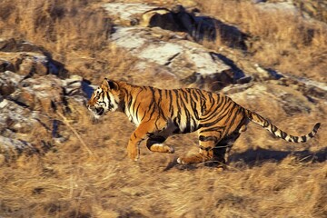 Fototapeta na wymiar BENGAL TIGER panthera tigris tigris, MALE RUNNING THROUGH DRY GRASS