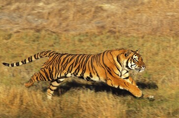 Fototapeta premium BENGAL TIGER panthera tigris tigris, ADULT RUNNING THROUGH DRY GRASS