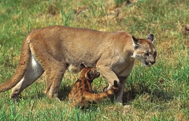 COUGAR puma concolor, FEMALE WITH CUB STANDING ON GRASS