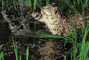 SNOW LEOPARD OR OUNCE uncia uncia, ADULT HUNTING IN WATER HOLE