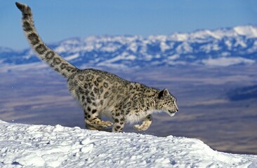 SNOW LEOPARD OR OUNCE uncia uncia, ADULT RUNNING ON SNOW © slowmotiongli
