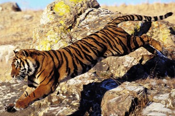 Fototapeta na wymiar BENGAL TIGER panthera tigris tigris, ADULT LEAPING FROM ROCK
