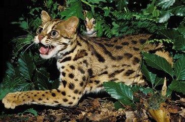 LEOPARD CAT prionailurus bengalensis, FEMALE SNARLING TO PROTECT YOUNG