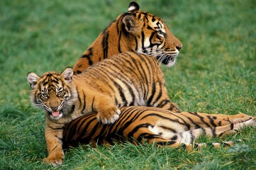 SUMATRAN TIGER panthera tigris sumatrae, FEMALE WITH CUB LAYING DOWN ON GRASS