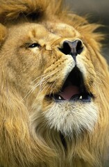 AFRICAN LION panthera leo, MALE ROARING