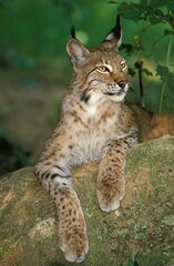 Naklejka na ściany i meble EUROPEAN LYNX felis lynx, ADULT STANDING ON ROCK