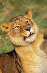 AFRICAN LION panthera leo, PORTRAIT OF FEMALE