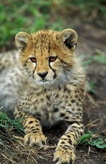 CHEETAH acinonyx jubatus, PORTRAIT OF CUB, KENYA