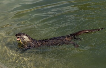 EUROPEAN OTTER lutra lutra, ADULT WITH COMMON EEL IN MOUTH, FRANCE
