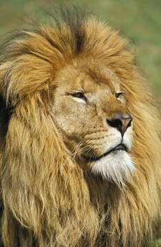 AFRICAN LION panthera leo, PORTRAIT OF MALE