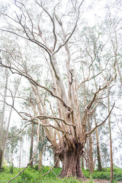 An epic viney tree stands alone in the forest