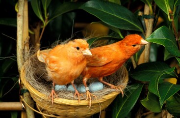 RED CANARY, COUPLE IN NEST WITH EGGS - obrazy, fototapety, plakaty