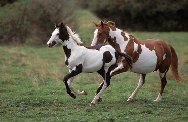 PAINT HORSE, MARE WITH FOAL GALOPING THROUGH MEADOW