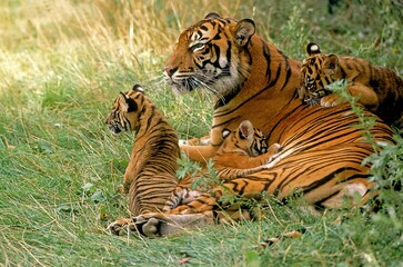 SUMATRAN TIGER panthera tigris sumatrae, FEMALE WITH CUB LAYING DOWN ON GRASS