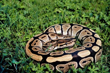 ROYAL PYTHON python regius