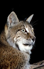EUROPEAN LYNX felis lynx, PORTRAIT OF ADULT