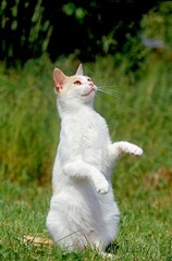 WHITE DOMESTIC CAT, ADULT STANDING ON HIND LEGS