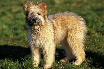 PYRENEAN SHEPHERD OR PYRENEAN SHEEPDOG, ADULT STANDING ON GRASS