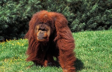 ORANG UTAN pongo pygmaeus, MALE WALKING ON GRASS